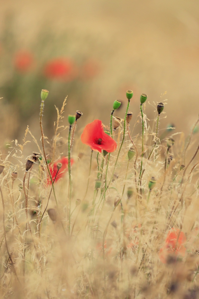 Красные полевые маки растут среди сухой травы