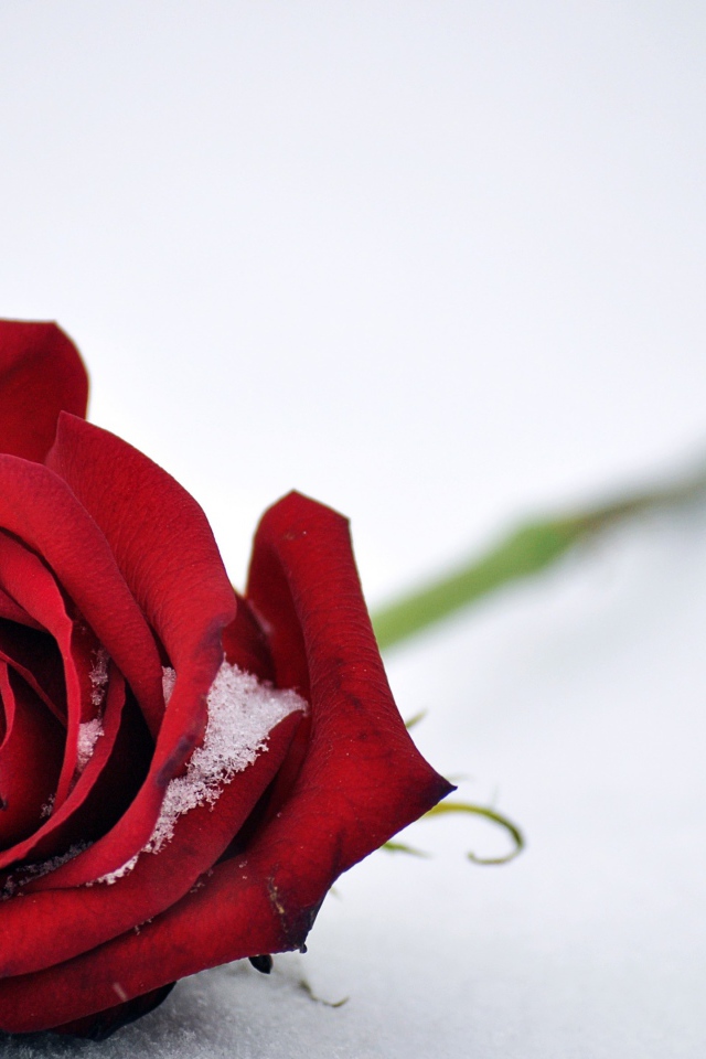 Красная роза на белом снегу 