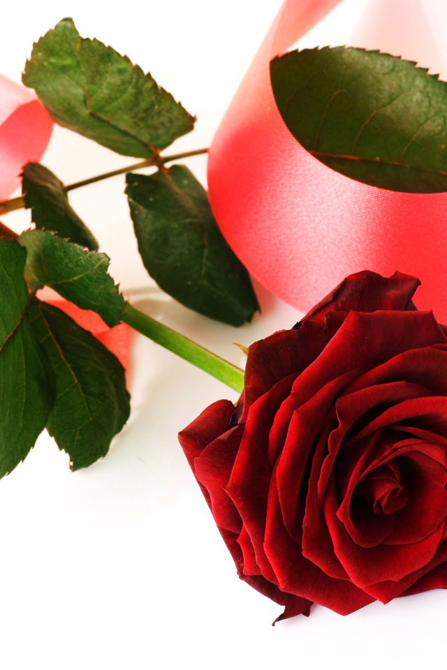 Красная роза с розовой лентой на белом фоне