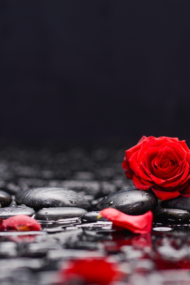 Красные розы на черных камнях в воде
