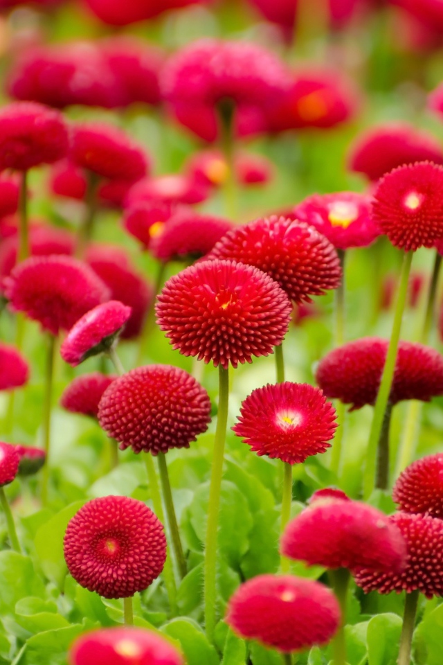 Красные летние цветы маргаритки 