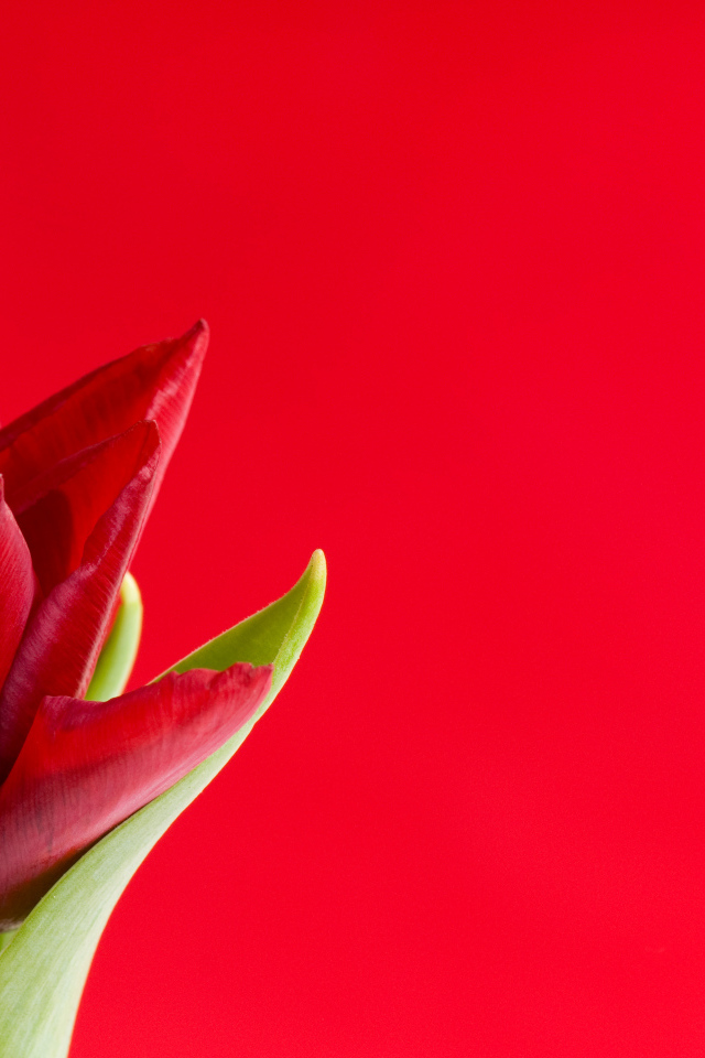 Красный тюльпан на красном фоне, шаблон для поздравительной открытки