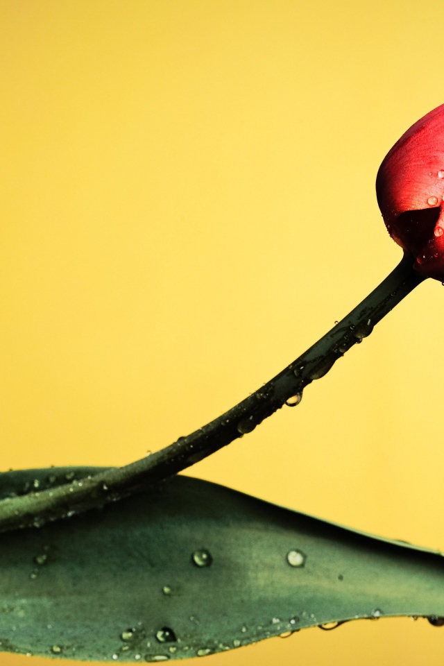 Красный тюльпан с капельками росы на желтом фоне