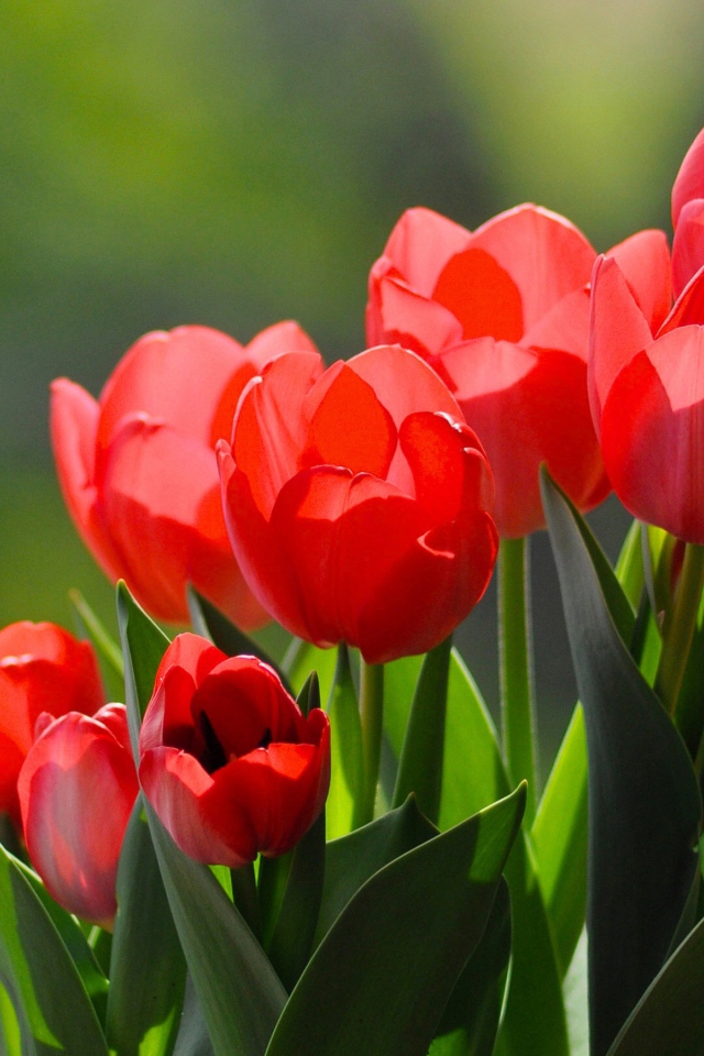 Красные тюльпаны с зелеными листьями