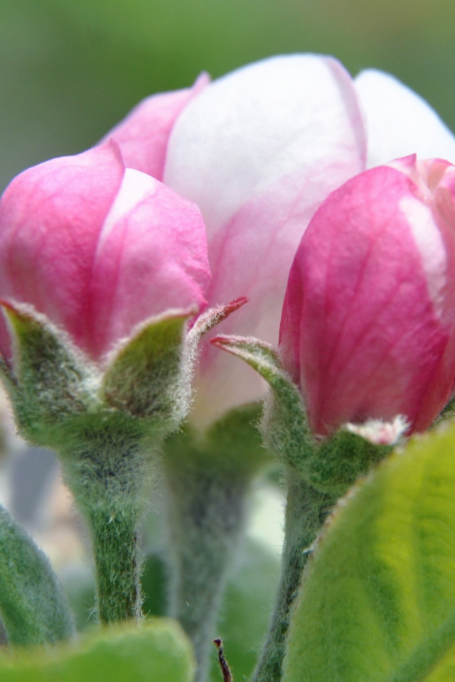 Распускающийся розовый цветок яблони 