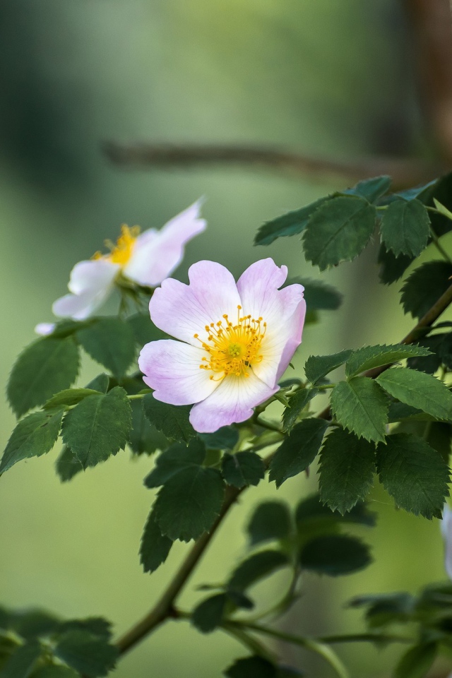 Ветка шиповника с розовыми цветами 