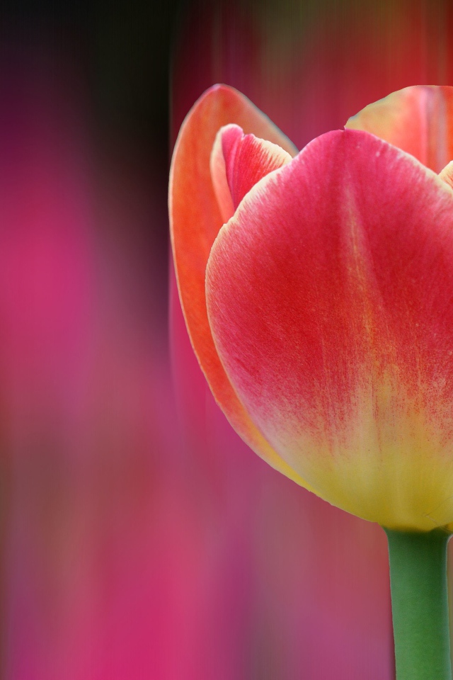 Одинокий розовый тюльпан 