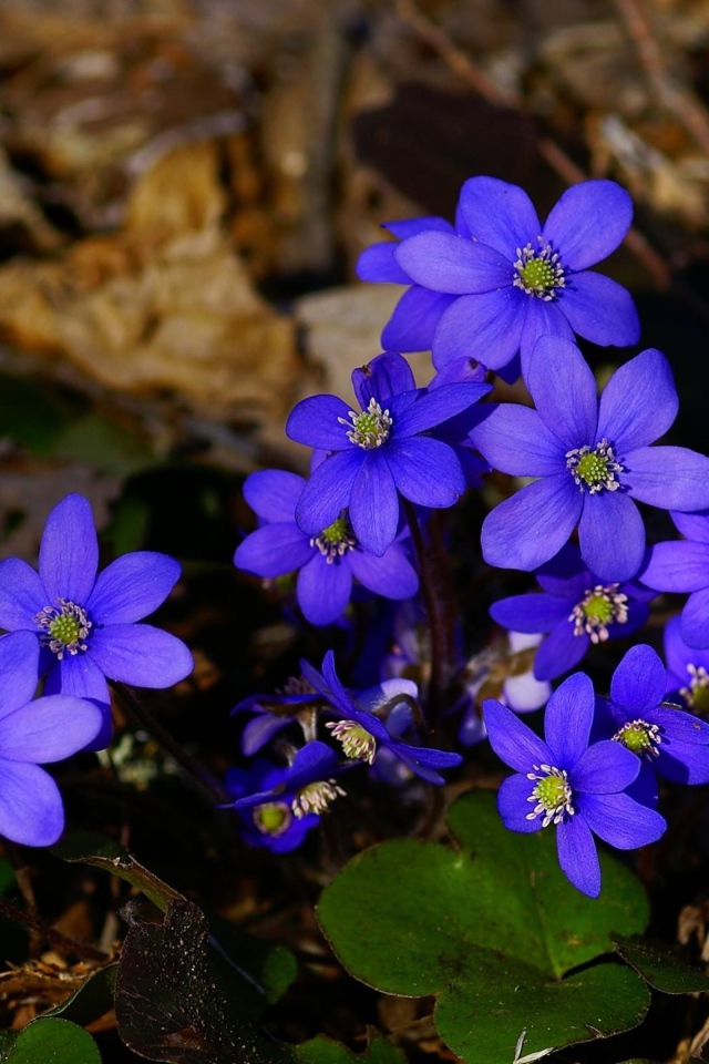 Маленькие синие цветы в сухой листве
