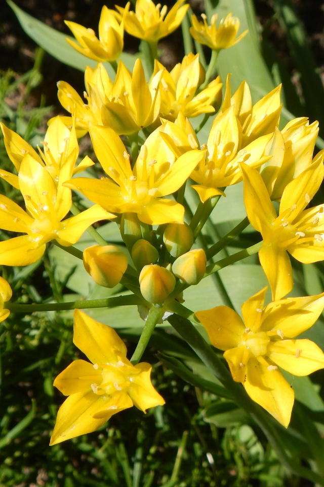 Маленькие желтые лилии вид сверху