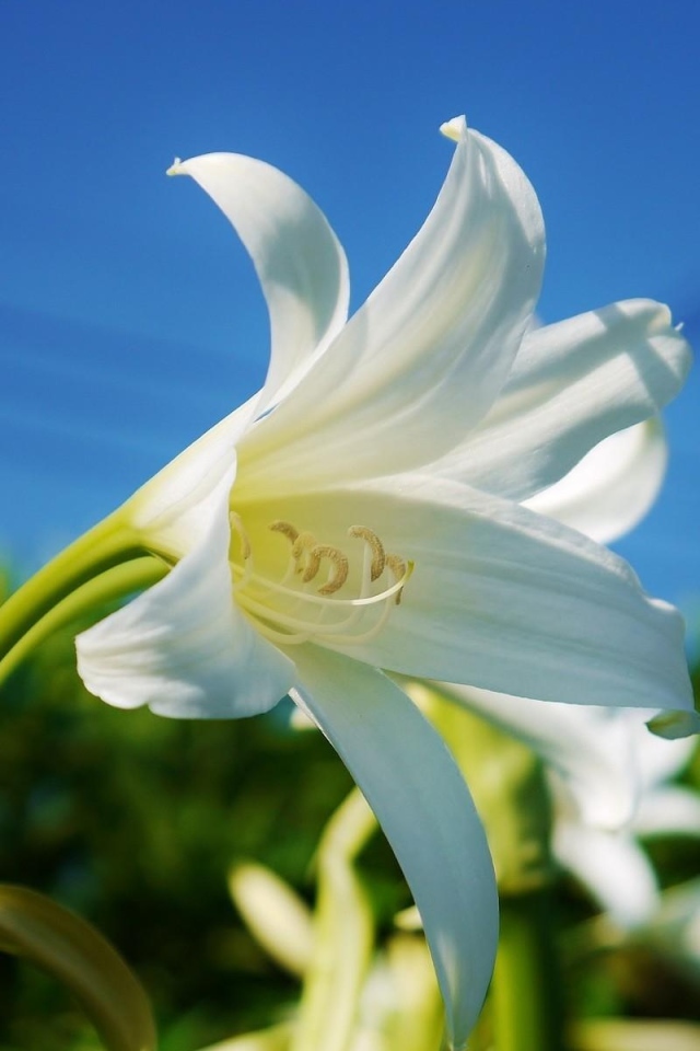 Белоснежная лилия под красивым голубым небом крупным планом