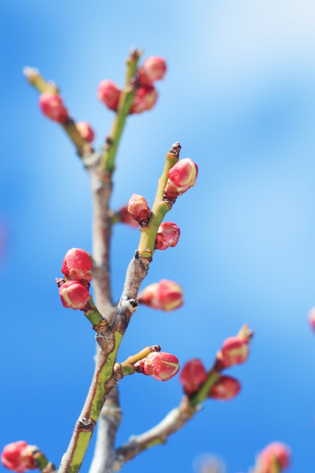 Распускающиеся почки деревьев весной