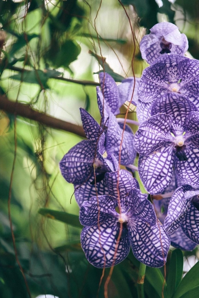 Полосатая фиолетовая экзотическая орхидея