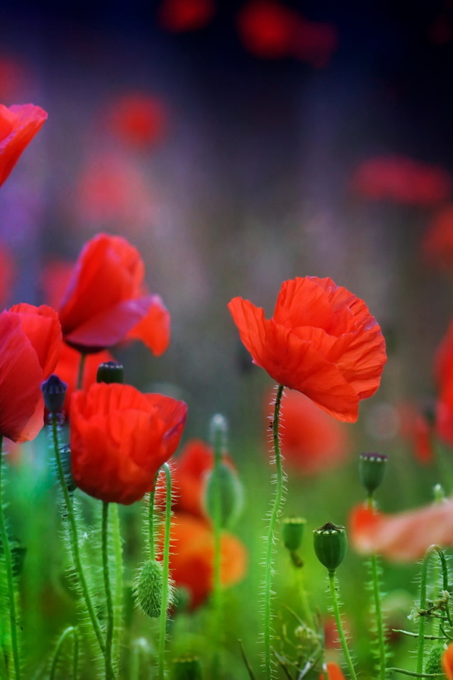 Летние красные цветы маки в поле