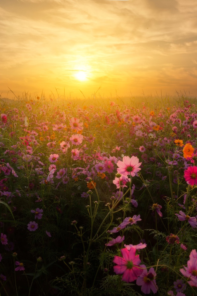 Восход солнца над полем космей 