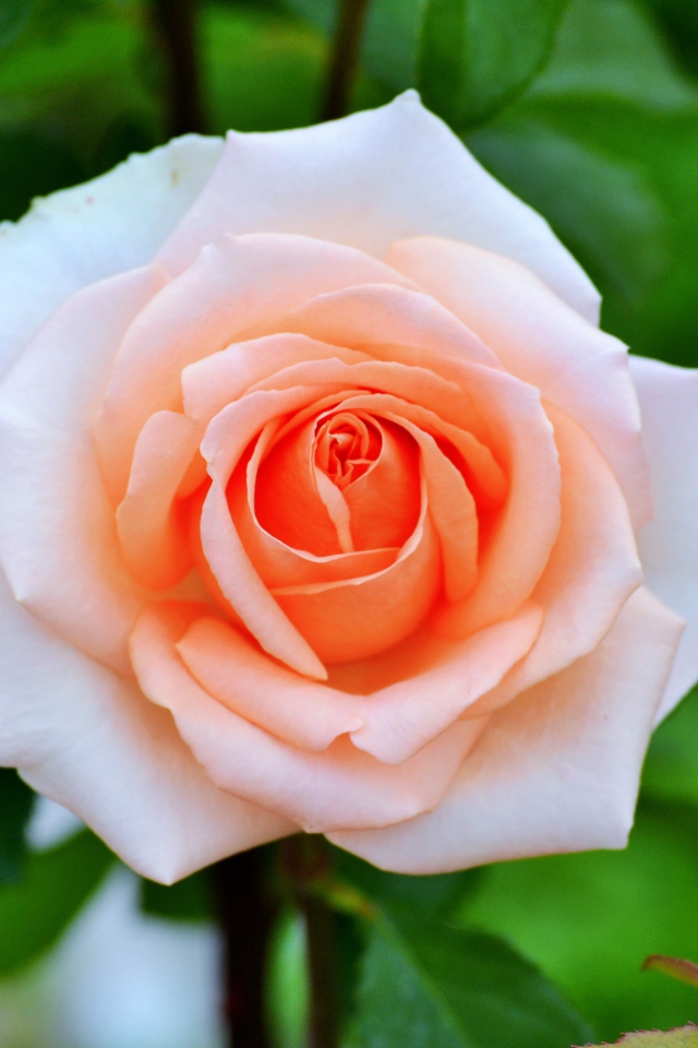 Нежная садовая роза кремового цвета 