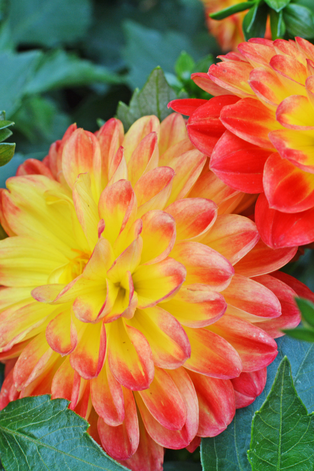 Три красивых оранжевых георгины 