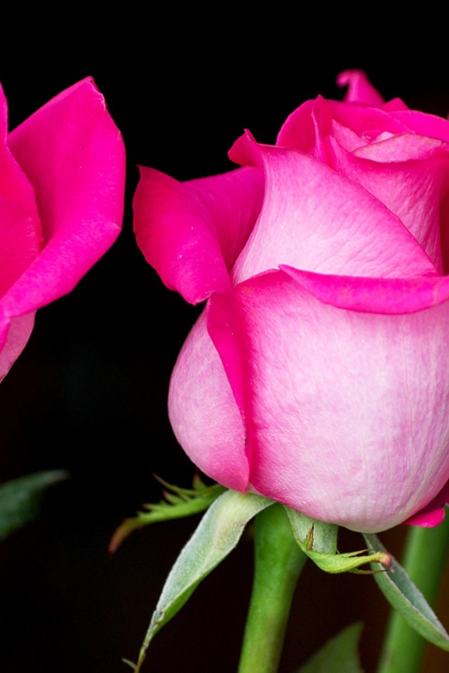 Три красивых розовых розы на черном фоне 