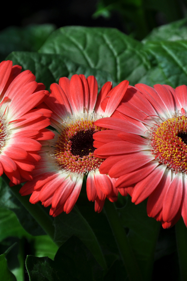 Три красивые красные герберы крупным планом