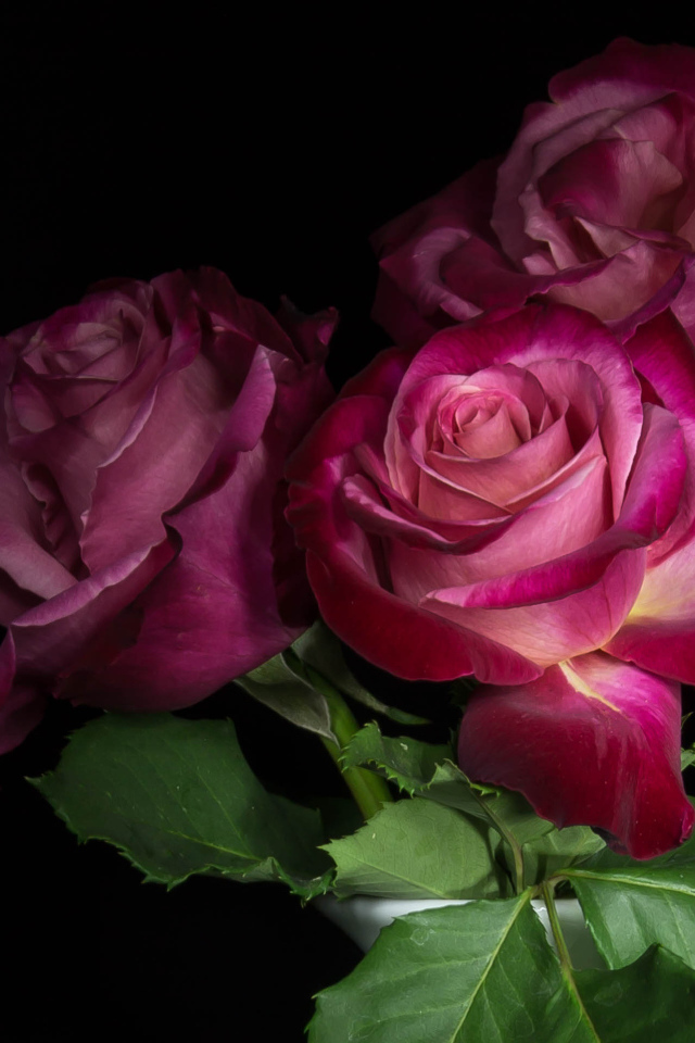 Три  красивых розы на черном фоне 