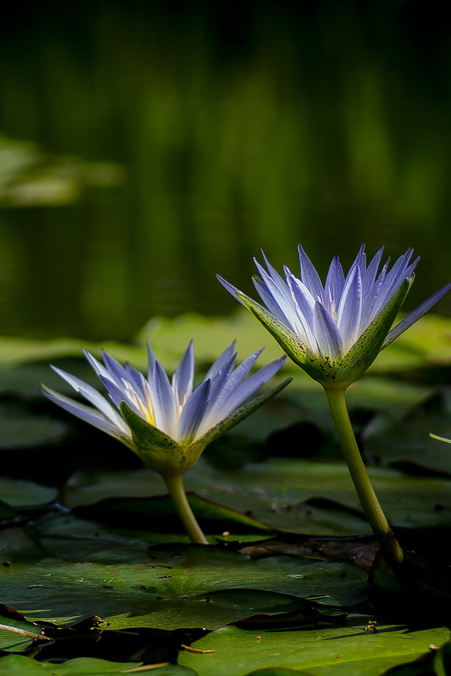 Три красивые фиолетовые кувшинки в воде