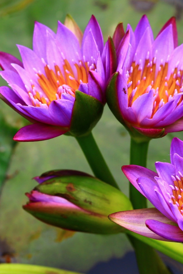 Три нежных сиреневых лотоса  в воде 