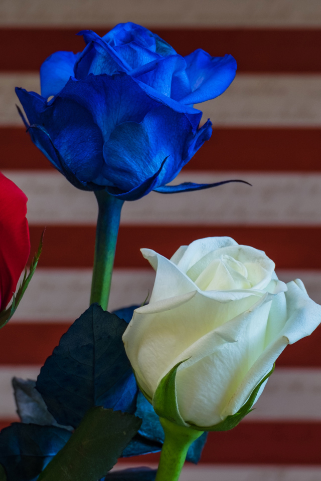 Три разноцветные розы крупным планом