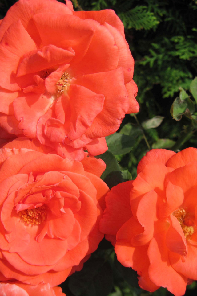 Три оранжевые садовые розы крупным планом