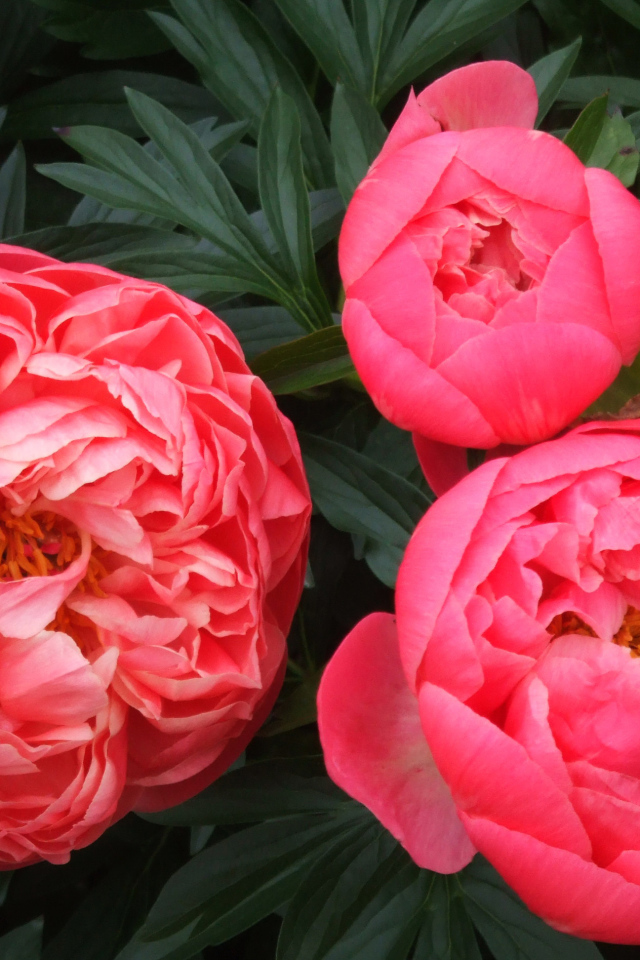 Три розовых пиона крупным планом 