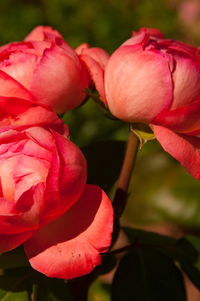 Три розовых розы в саду крупным планом