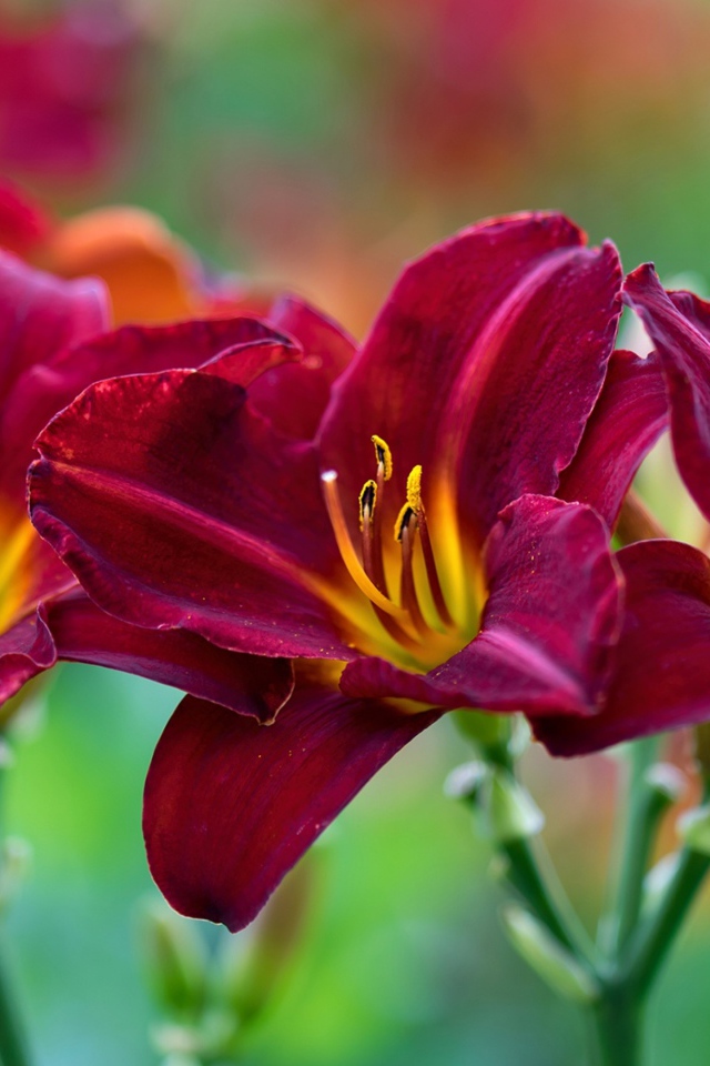 Три красных красивых цветка лилии