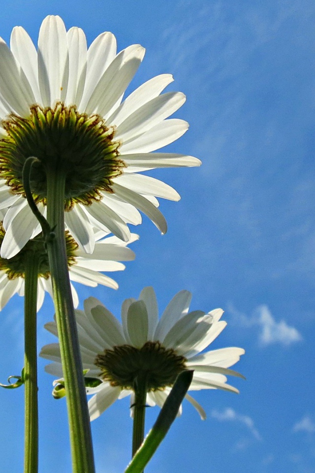 Три белых ромашки на фоне голубого неба
