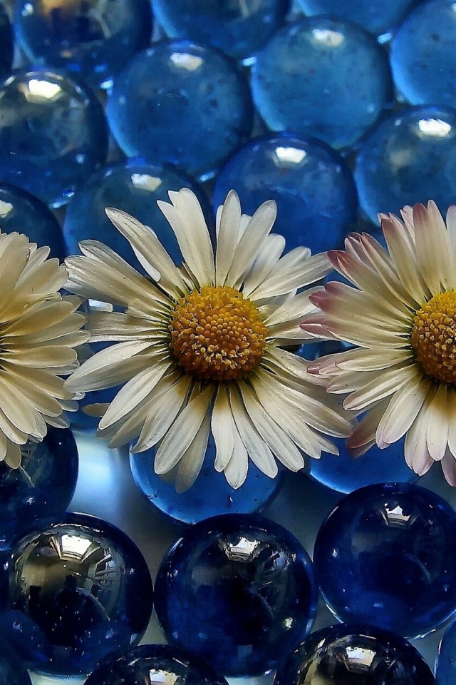 Три белых ромашки на голубых прозрачных шариках 