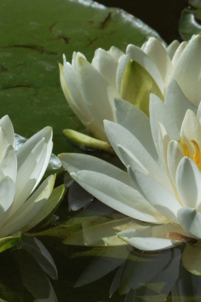 Три белые водяные лилии в пруду 