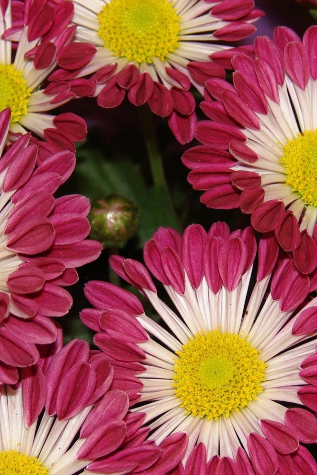 Двухцветные хризантемы крупным планом