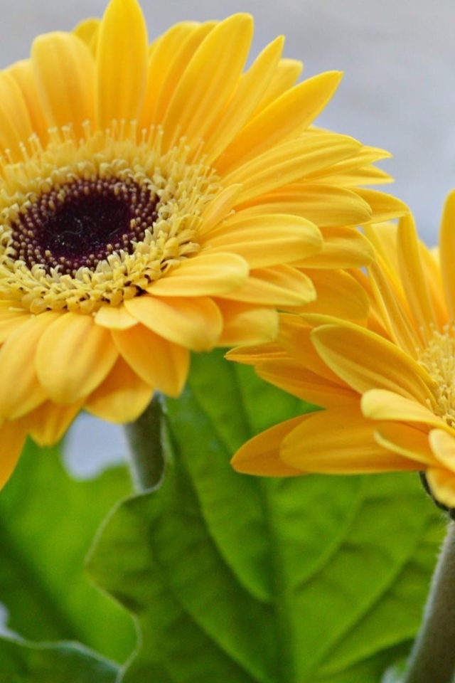 Две красивые желтые герберы 