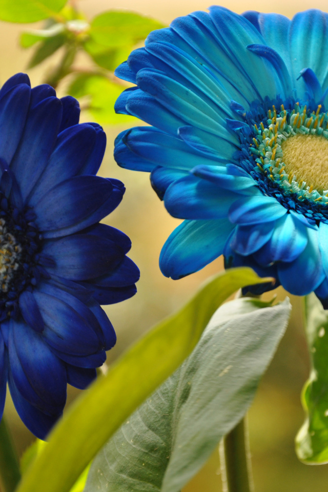 Две голубые герберы крупным планом