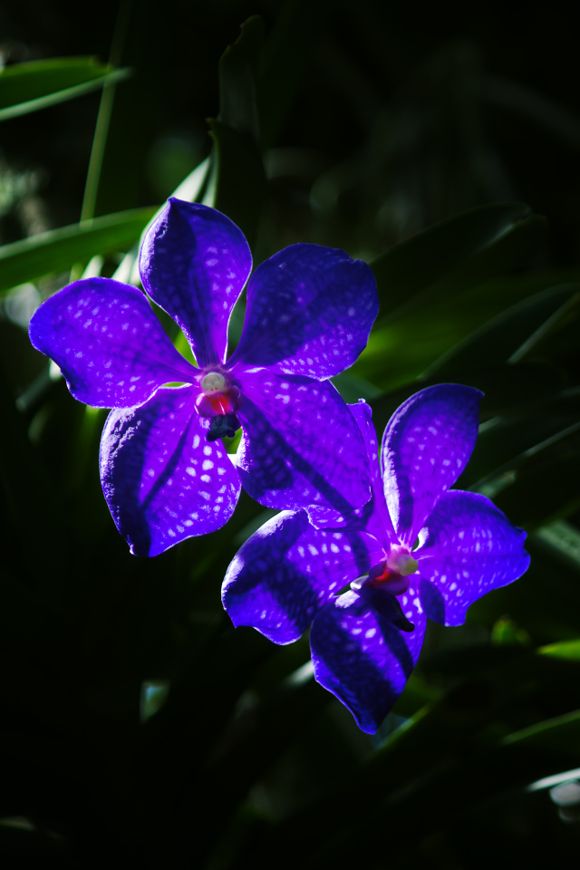 Два цветка фиолетовой орхидеи вблизи
