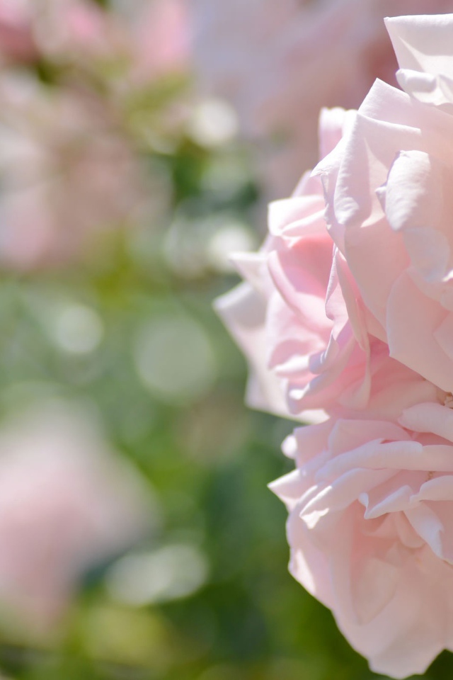 Две нежных розовых розы в саду 