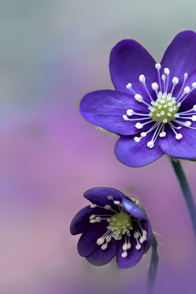 Два нежных фиолетовых цветка крупным планом 