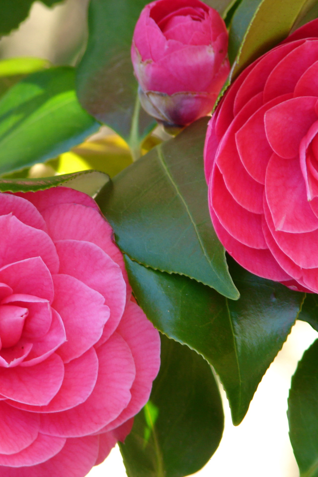 Два больших розовых цветка камелии 