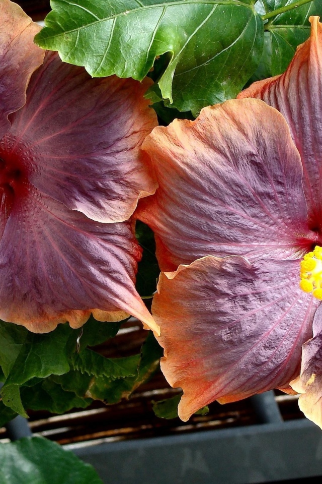 Два больших розовых цветка гибискуса