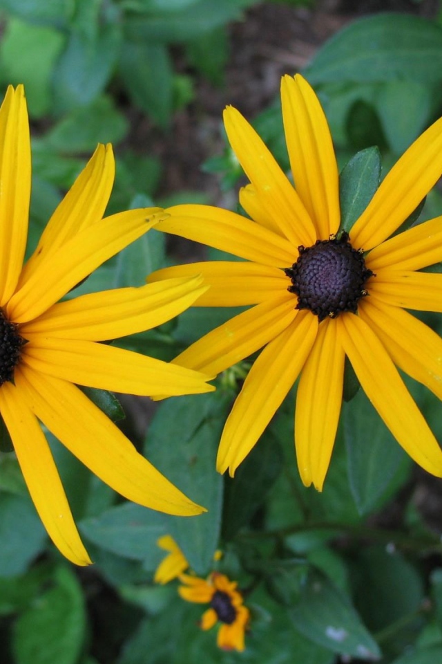 Два крупных желтых цветка рудбекия