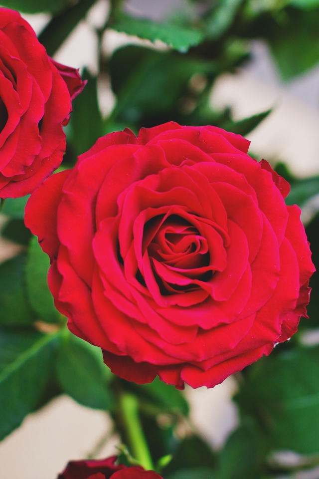 Две пышные красные розы 