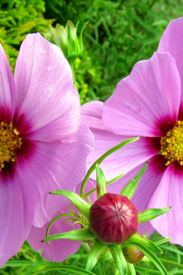 Два розовых цветка космеи с бутоном 