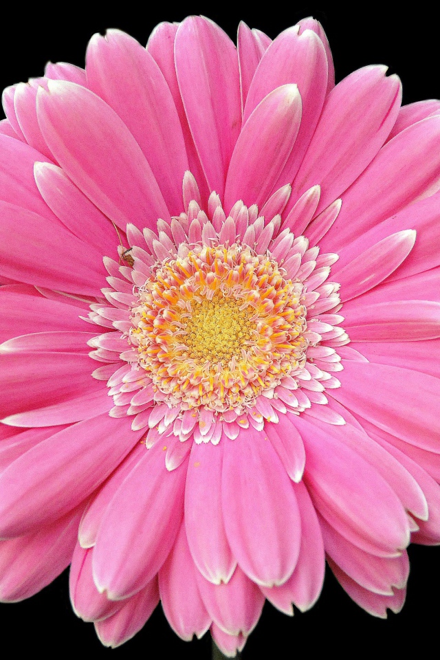 Два розовых цветка герберы на черном фоне