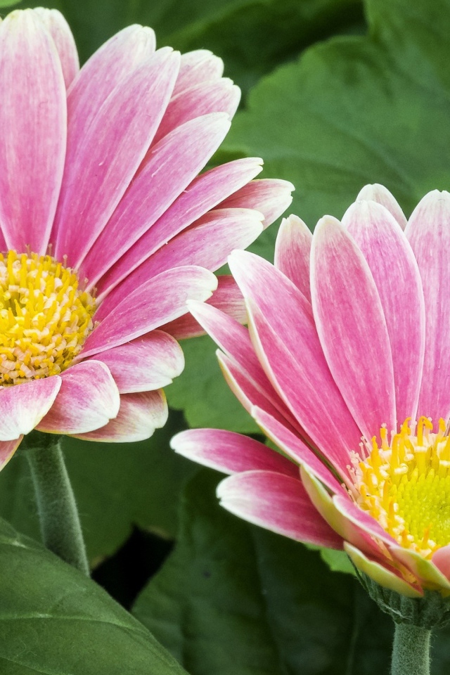 Две розовые герберы с желтой серединкой 