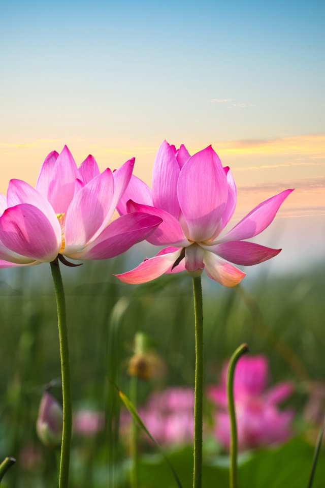 Два розовых лотоса на фоне неба 