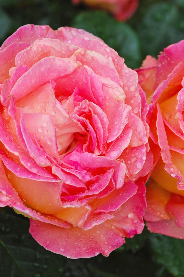 Две розовые розы крупным планом в каплях росы 