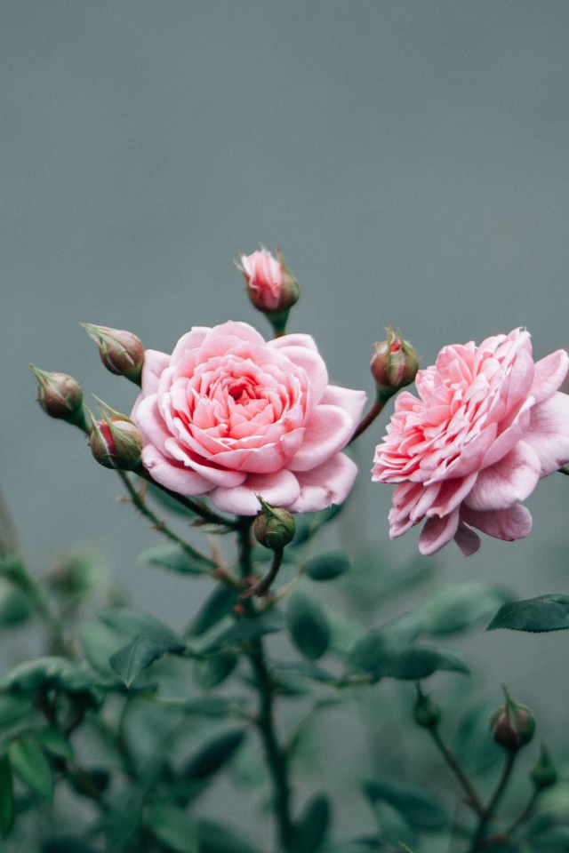 Две розовые розы с бутонами 