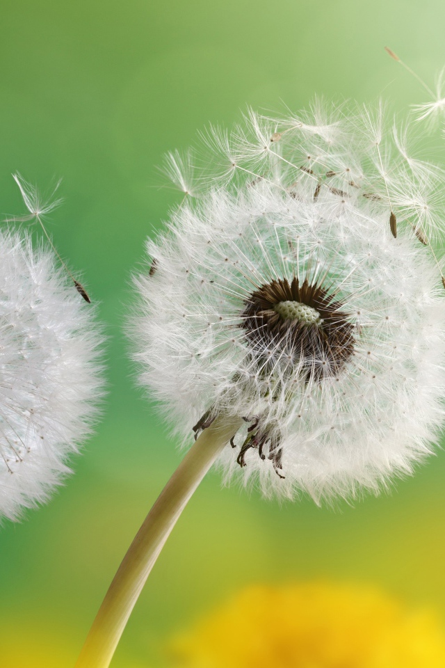 Два белых шарика одуванчика 